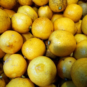樹で熟したレモン10個