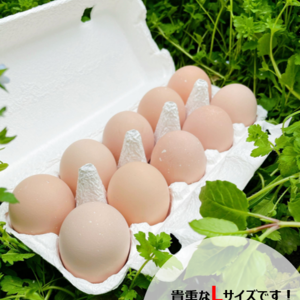 貴重なＬサイズ(^o^)/名古屋コーチンのたまご