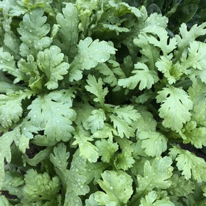 【糸島産・農薬不使用！】朝採れ春菊（1.5キロ程度） 