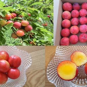 農薬不使用　すもも（プラム）大石早生　農薬不使用