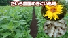 菊芋パウダーセット（40g×4）