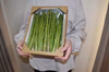 夏芽アスパラガス 福岡県産 1㎏ M-Sサイズ混合 朝採り新鮮 農家直送!