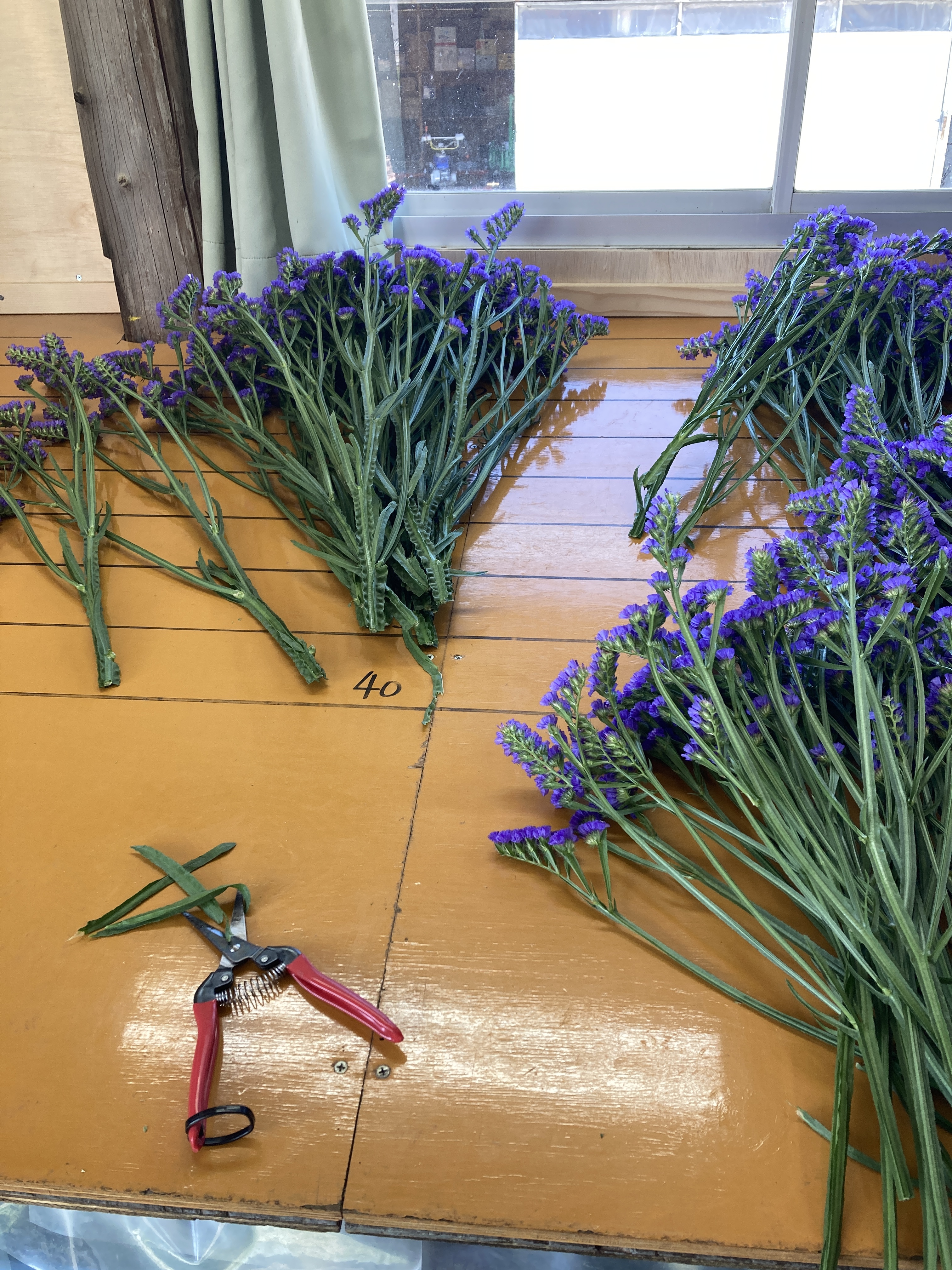 ハイブリッドスターチス❣️薄紫系 〈No.15〉 スターチス 紫色 15本～20本｜花（切花・鉢花）の商品詳細