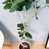 ［在庫］　フィカス　ベンガレンシス　曲がり　8号　観葉　室内　ゴムの木　中