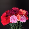 【HOT赤系】おまかせミックス♡高級カーネーション詰合せ(20本セット)