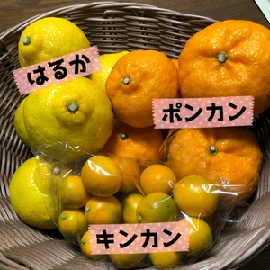 有機JAS認定　柑橘3種食べ比べセット(はるか、ポンカン、キンカン)