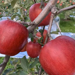 １０月一押しの甘いりんご『シナノスイート』【家庭用】