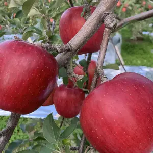 １０月一押しの甘いりんご『シナノスイート』【家庭用】