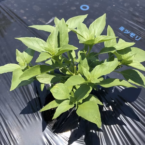 九層塔　(台湾バジル)　フレッシュ　農薬・化学肥料不使用