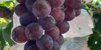 【今週の新着商品】待ってました♪「黒ぶどう」、南国から直送「パッションフルーツ」、手仕事に「新生姜」etc.