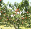 【桃リレー開幕】爽やかな初夏の味「あかつき系早生」｜桃好きの夏がはじまる