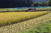 ☆新米 『玄米』自然栽培のやさしい味を食卓に！【認定米こしひかり】小里米！