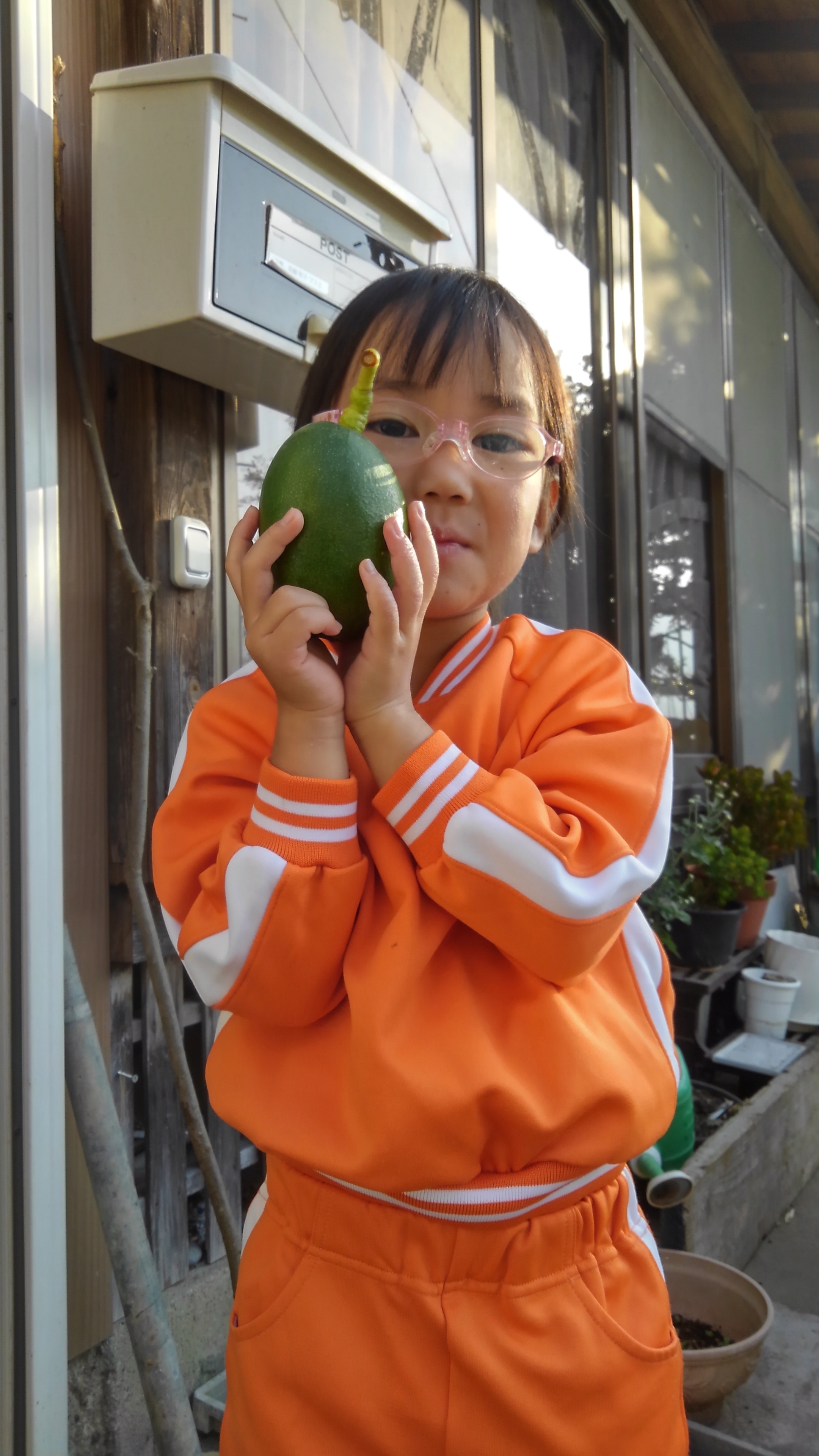 国産 諌早アボカド ジパング 農家漁師から産地直送の通販 ポケットマルシェ