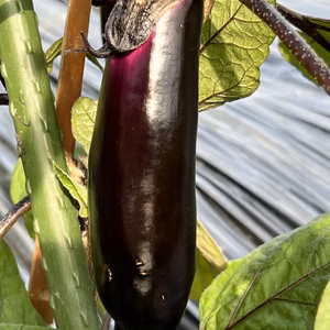 高野山麓精進野菜・夏野菜セット