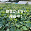 糖度抜群！鶴首かぼちゃ