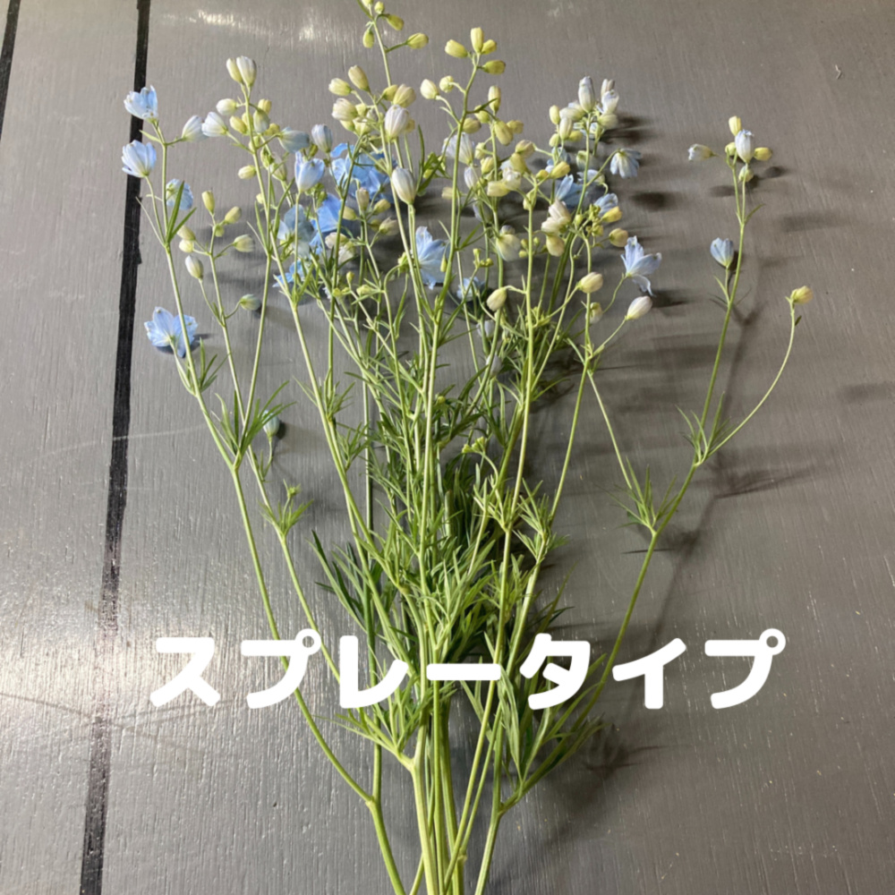 予約商品 1度で4回楽しめるお花 仏花にも 規格外品 デルフィニウム 薄水色 農家漁師から産地直送の通販 ポケットマルシェ