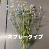 【予約商品】1度で4回楽しめるお花♪仏花にも◎規格外品　デルフィニウム　薄水色　