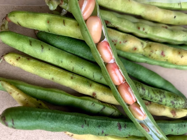 【期間限定】希少生小豆　農薬不使用生小豆＆こしひかりセット　