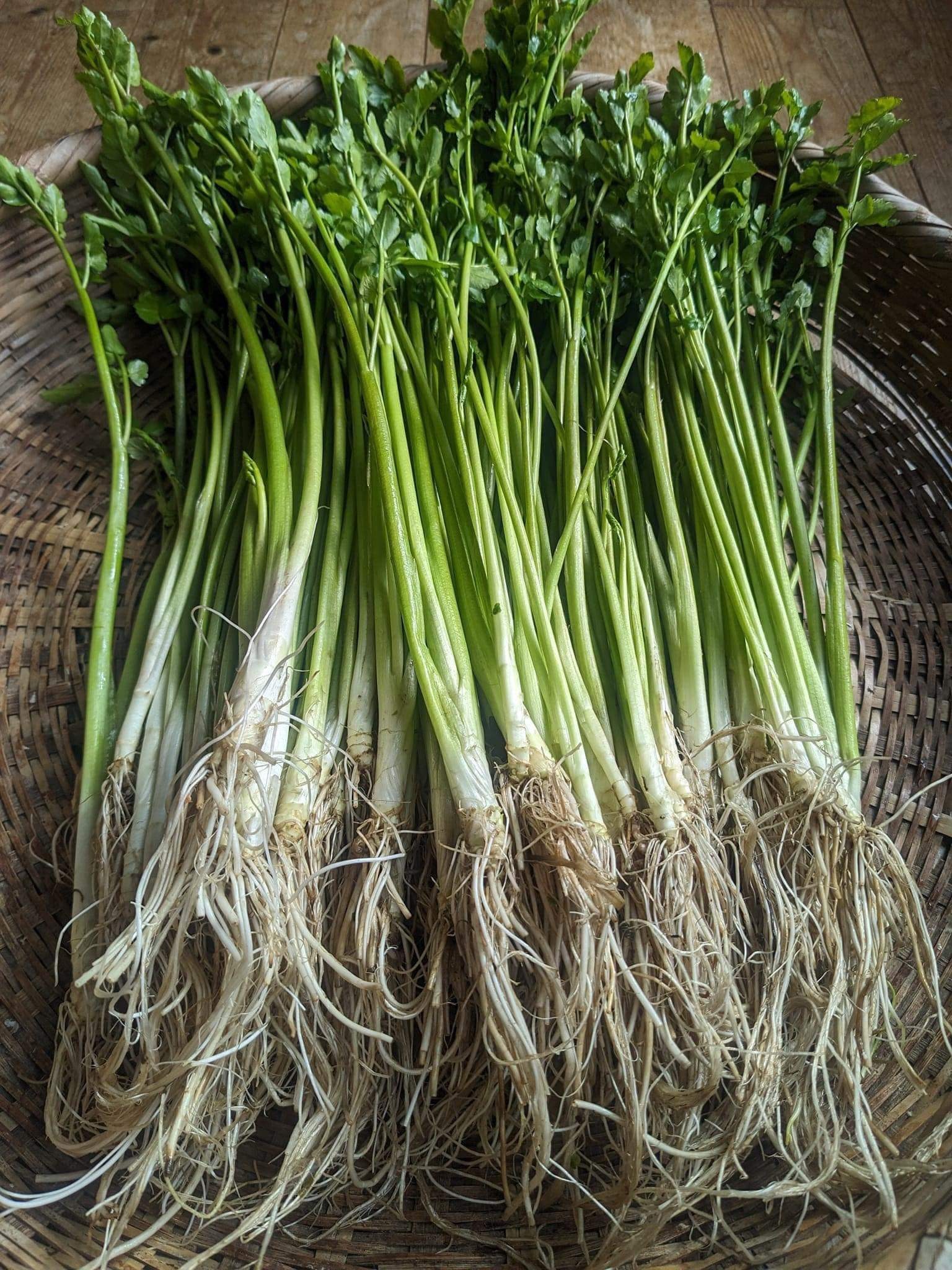 せり 根無し 専門ショップ - 野菜