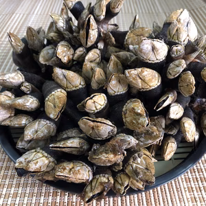 志摩産　カメノテ