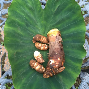 おいしい京芋（たけのこ芋）