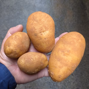 沖永良部島産じゃがいも