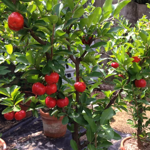 ★ 甘味系アセロラ（フロリダスウィート）挿し木2年生 送料500円★