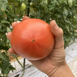 トマトのミネラル感じてみませんか[お試し用]