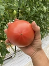 [クセになる味]お試しトマト！