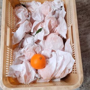 ゼリーの食感「愛媛マドンナ」