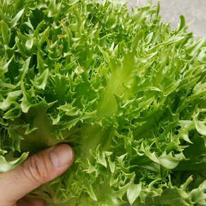 ※終了間近：シャキシャキのフリルレタス 肥料、農薬は使用していません！（3玉）