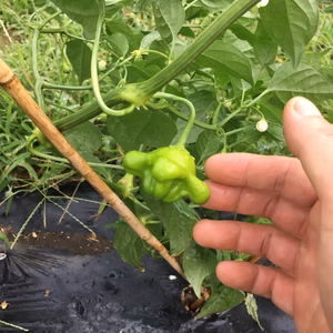 アダムスキーはお好き？