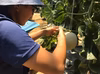 〖7月下旬発送〗贈答用マスクメロン【極】1.5㎏以上