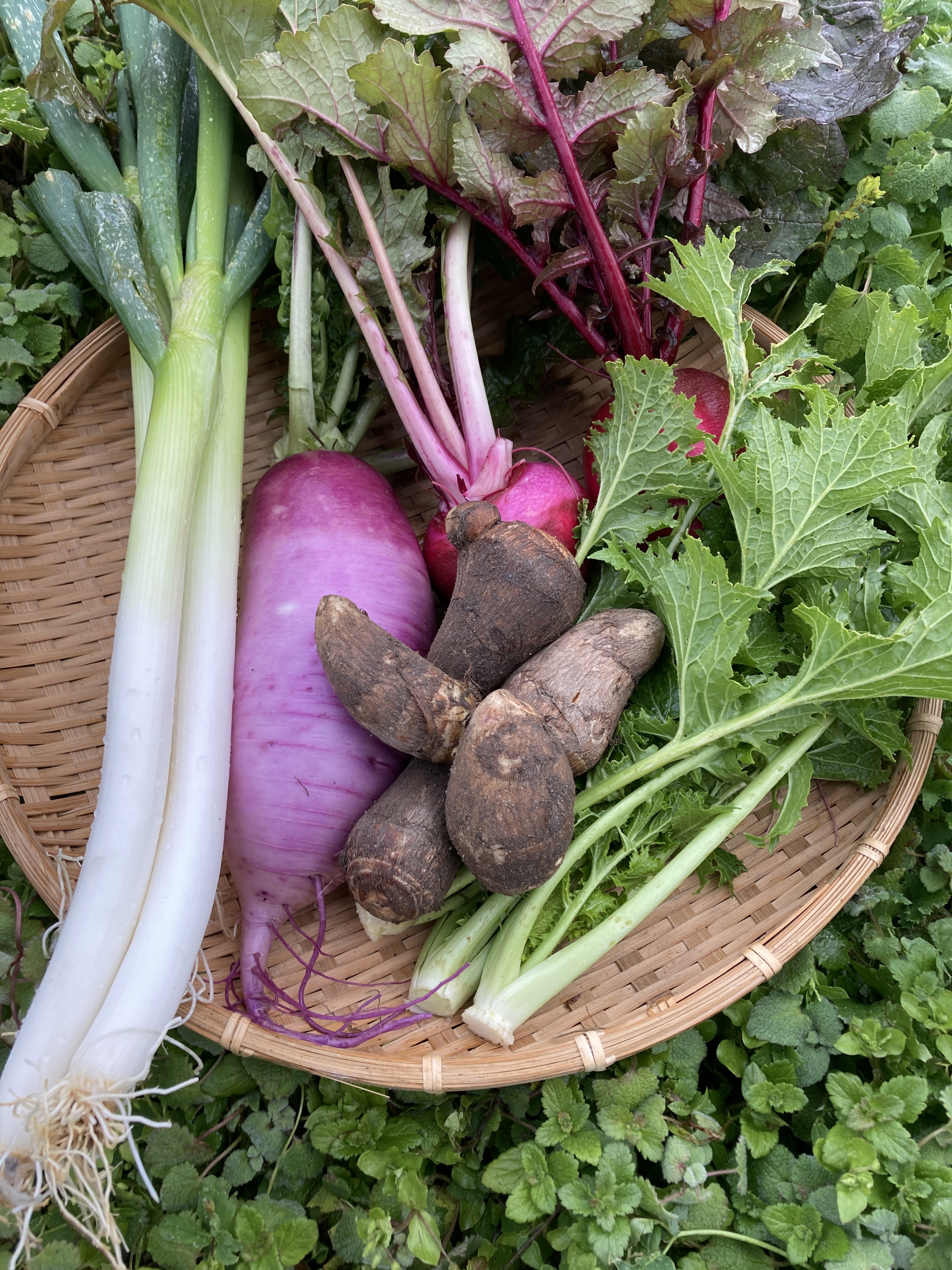 ジャンボにんにくの産直通販・お取り寄せ商品｜ポケットマルシェ｜産地