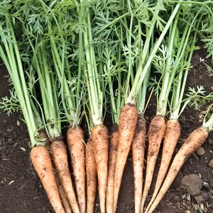 【固定種】スティックキャロットと、放し飼い有精卵１０個のセット