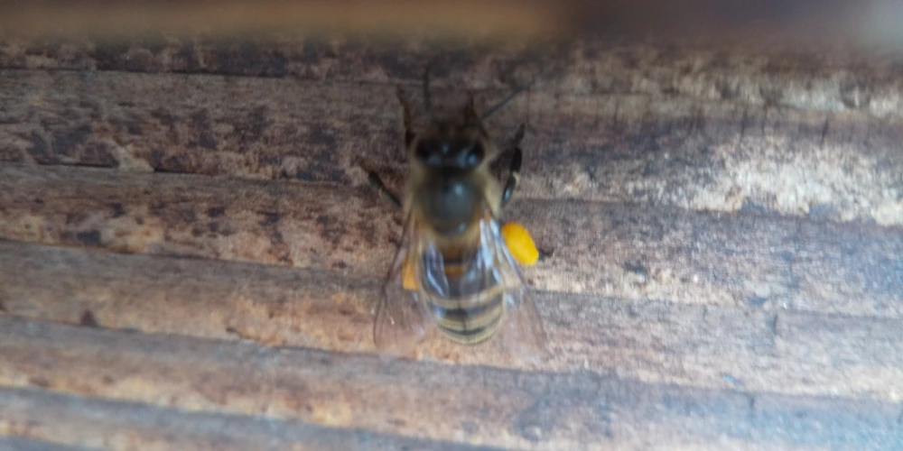 日本蜜蜂の天然はちみつ５００ｇ入り