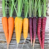 【農薬・化学肥料不使用】カラフルにんじん 1.4kg