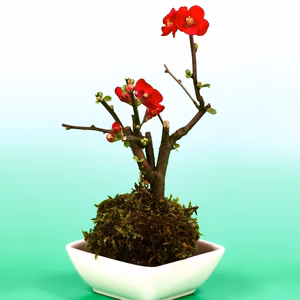 苔玉　木瓜(ぼけ) 紅