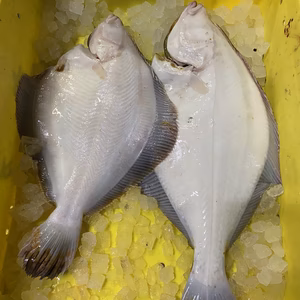 本日限定‼️カレイセット　1人〜2人用　下処理済み