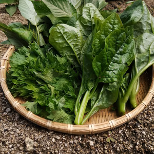 【無農薬・無化学肥料】栄養たっぷり！モロヘイヤ・つるむらさき・しそ