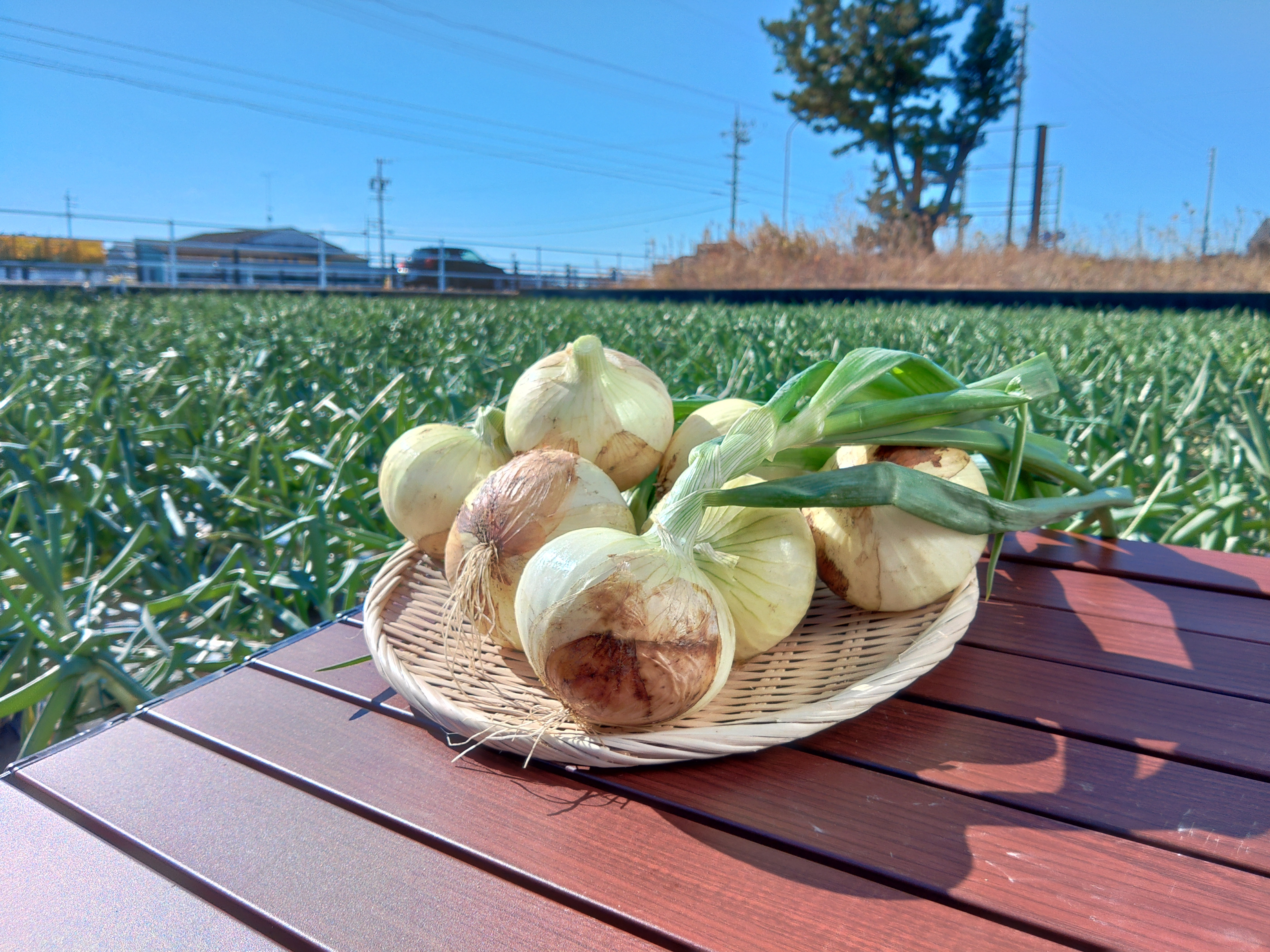 冬のごちそう！野菜ソムリエサミット銀賞【新玉ねぎ】10kg ｜玉ねぎの