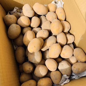 【送料無料‼️】農薬化学肥料不使用❗️　新じゃがインカのめざめ