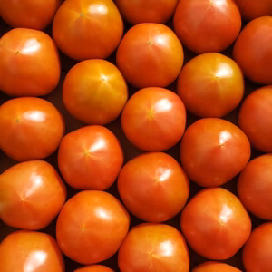 ★訳ありお買い得★ウエタトマトのトマト小玉サイズ