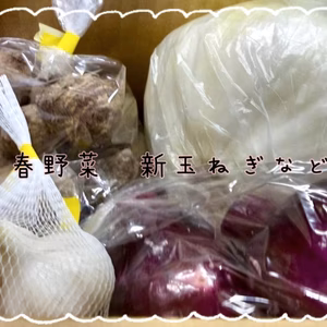 初出品！【旬野菜】訳あり春野菜の詰め合わせ