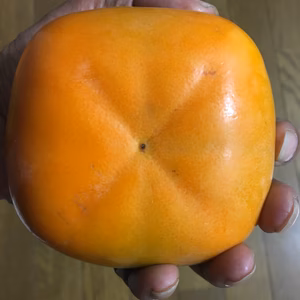 食べ応えありすぎ！？越前柿／刀根早生の合わせ柿　４Ｌサイズを６個セットで