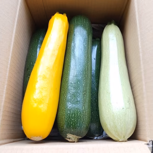 【農薬化学肥料不使用】ズッキーニ三昧