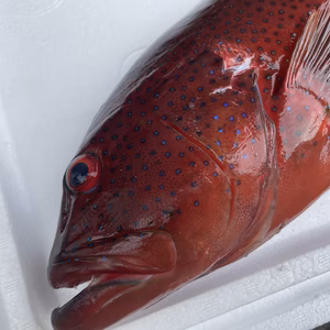 【魚突き】動画あり　スジアラ1.6kg 鱗、内臓処理済