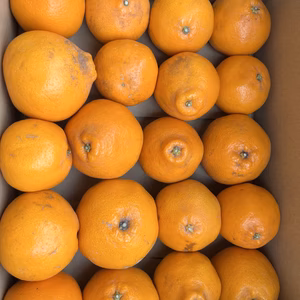 はるみ　(自宅用）