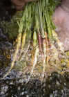 【7月】【セット】旬の野菜詰め合わせ(約８種)　朝採　新鮮で味の濃い野菜たち