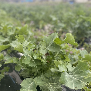 【青汁やスープ】お得なケール大容量！【チップスにも】